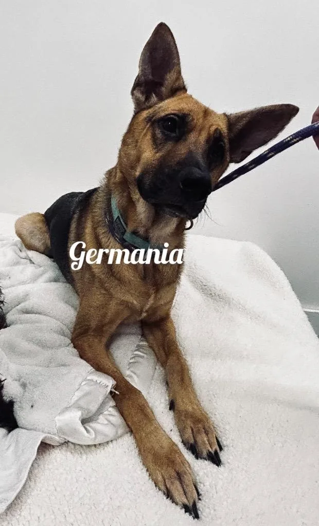 A young large-sized female German Shepherd Dog dog named Germania for adoption in Jacksonville, IL