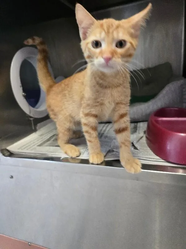 A young medium-sized male Domestic Short Hair cat named Gustavo for adoption in Cortland, NY