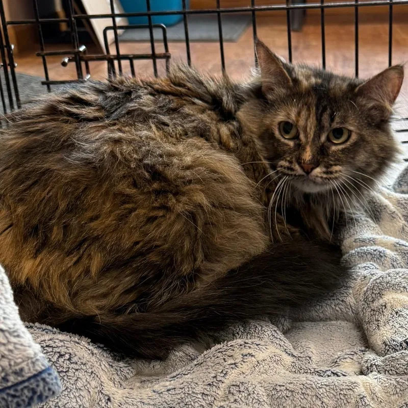 An adult small-sized female Gray / Blue / Silver Domestic Short Hair cat named Jasmine C for adoption in Elbow Lake, MN
