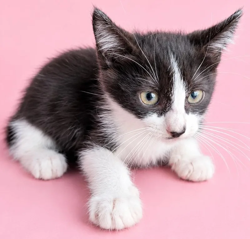 A baby medium-sized female Domestic Short Hair cat named Female for adoption in Wauchula, FL