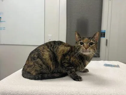 An adult medium-sized female Brown / Chocolate Domestic Short Hair cat named Bentley for adoption in Kansas City, MO