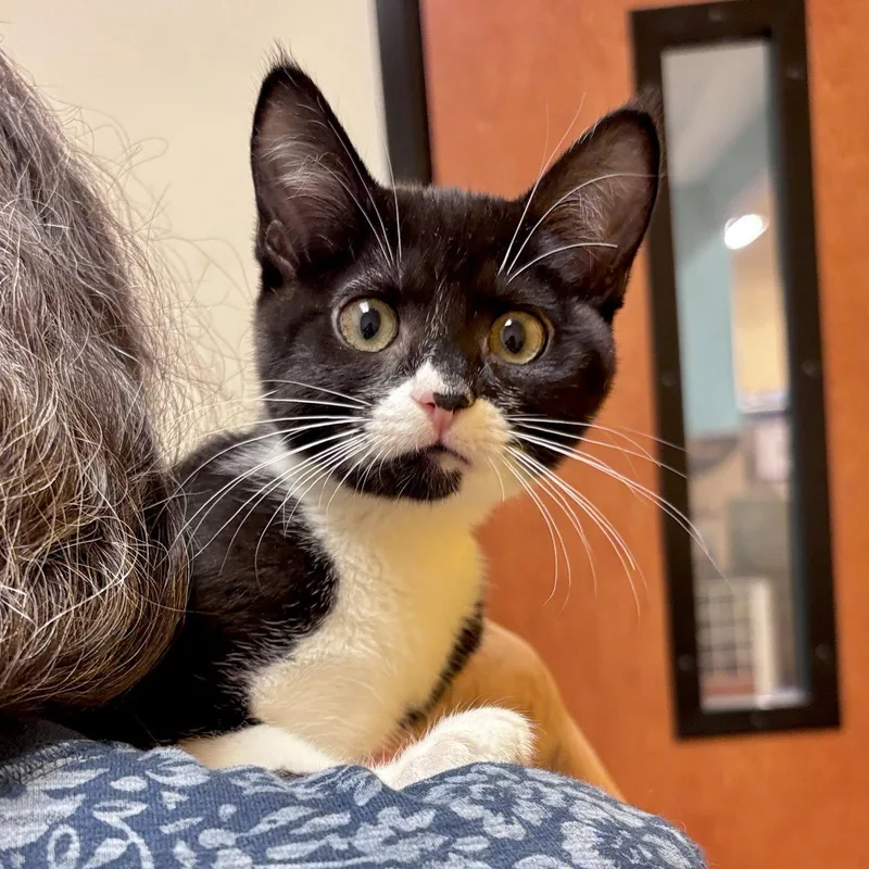 A baby medium-sized female Domestic Short Hair cat named Dayo for adoption in Sonora, CA