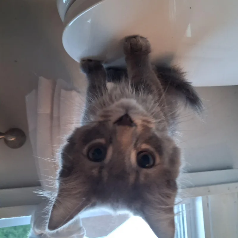A young medium-sized female Domestic Long Hair cat named Rose for adoption in Pittsburgh, PA