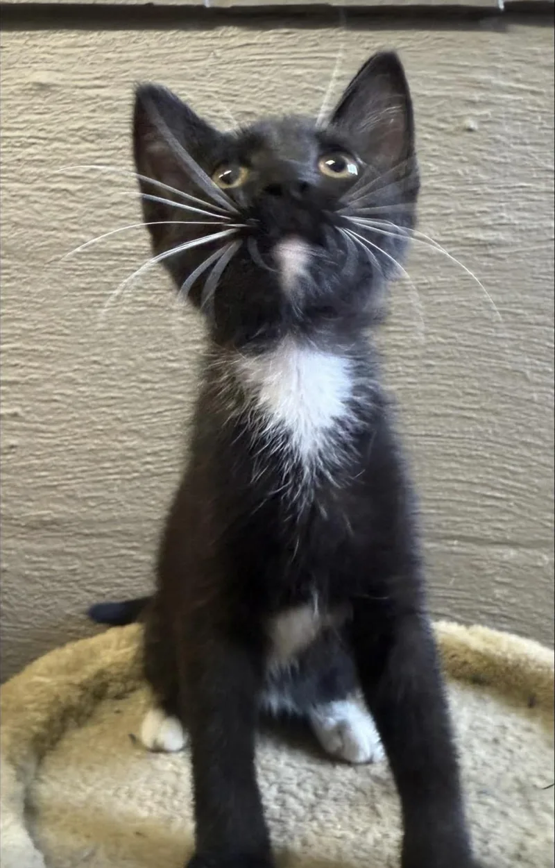 A young medium-sized female Black & White / Tuxedo Domestic Short Hair cat named Socks for adoption in Vicksburg, MS