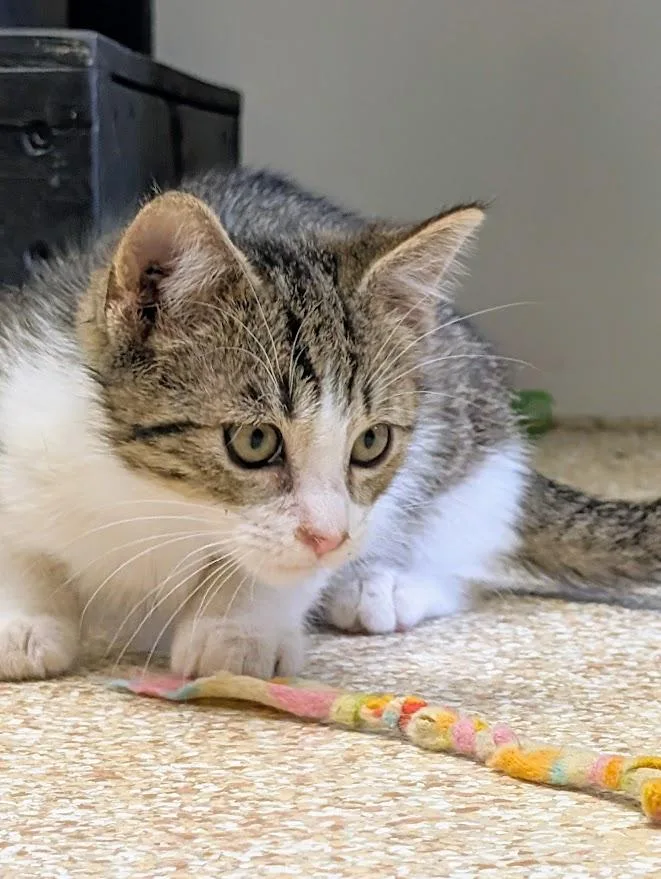 A young medium-sized male Gray & White Domestic Short Hair cat named Derek for adoption in Waupun, WI