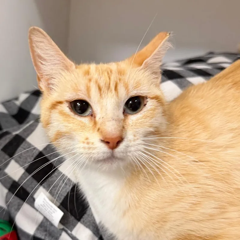 A young small-sized female Orange / Red Domestic Short Hair cat named Cheerio for adoption in Stillwater, OK