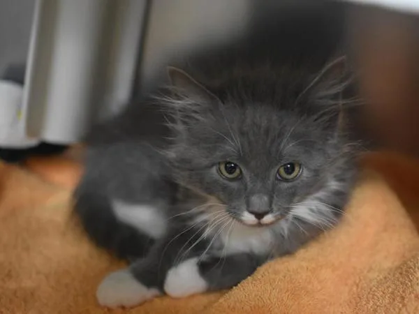 A baby small-sized male Domestic Long Hair cat named Leonardo for adoption in Portland, OR