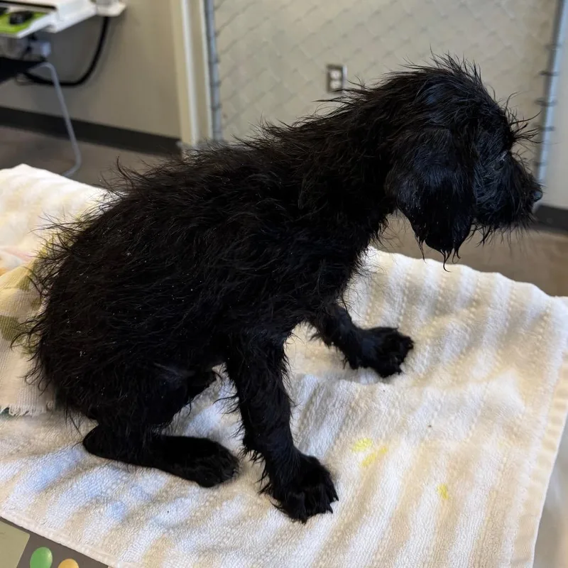 A baby small-sized female Black Mixed Breed dog named Tootsie for adoption in Las Cruces, NM