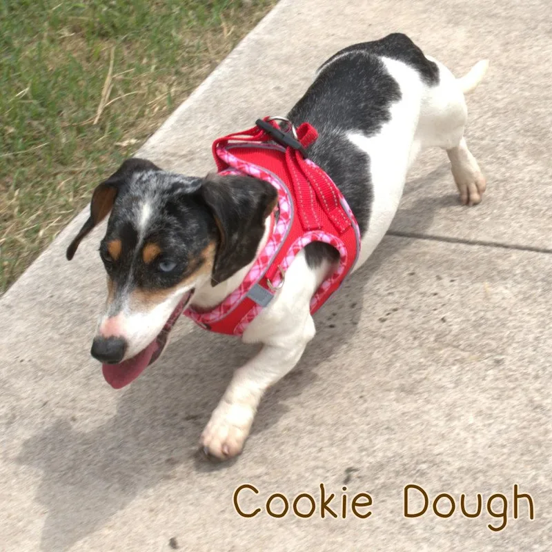 An adult medium-sized female Dachshund dog named Cookie Dough for adoption in San Antonio, TX