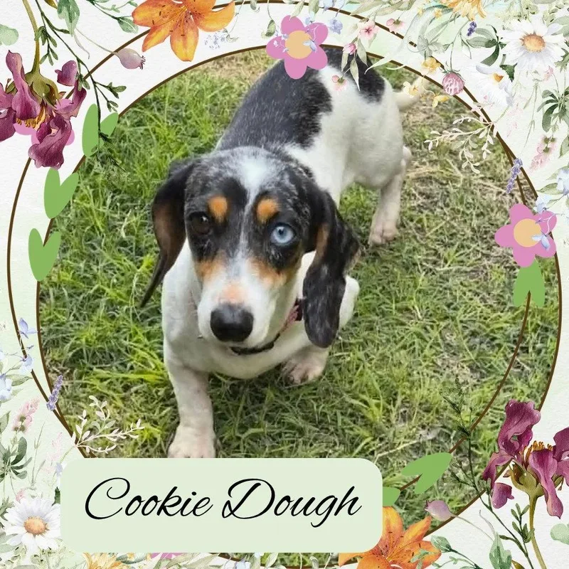 Cookie Dough thumbnail 2