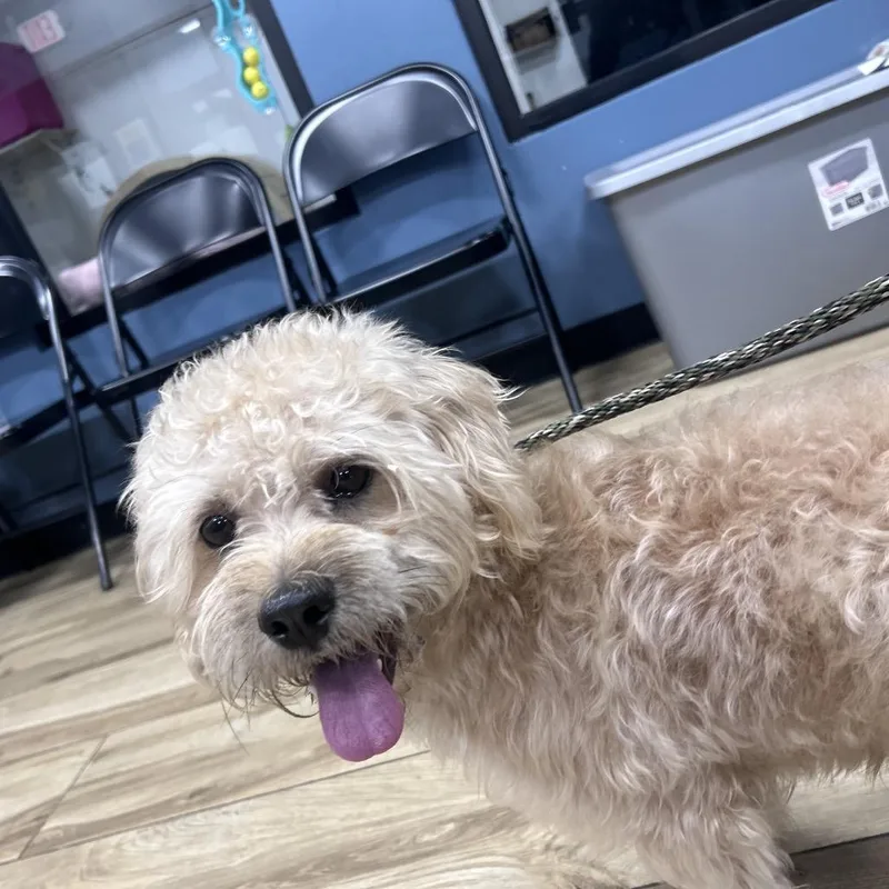 An adult medium-sized male Golden Poodle dog named Spartacus for adoption in Newark, NJ