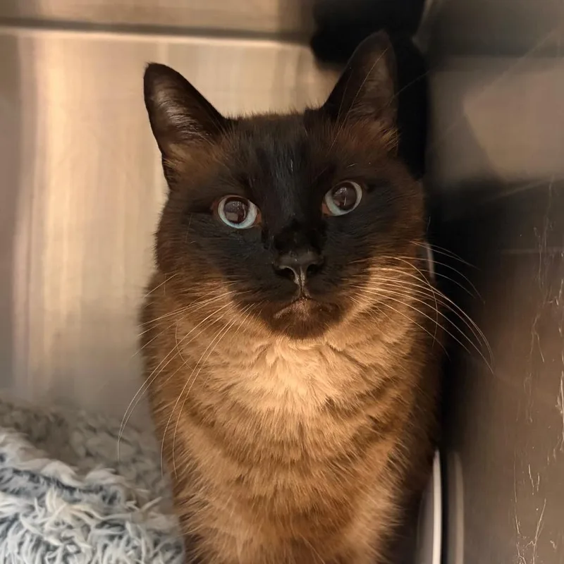 An adult extra large-sized male Domestic Short Hair cat named Pretty Boy for adoption in Cumming, GA