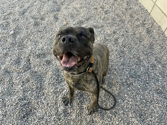 Juno