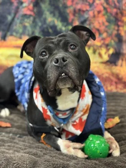 A young medium-sized male Black Mixed Breed dog named Shamu for adoption in Miamitown, OH