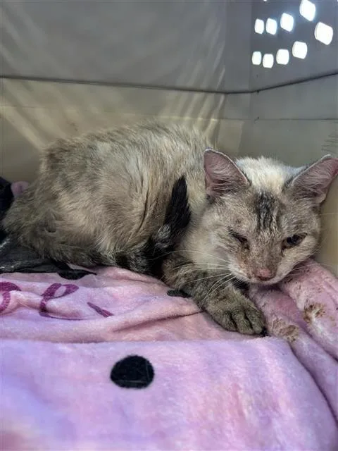 An adult small-sized female Domestic Short Hair cat named Blanca for adoption in San Antonio, TX