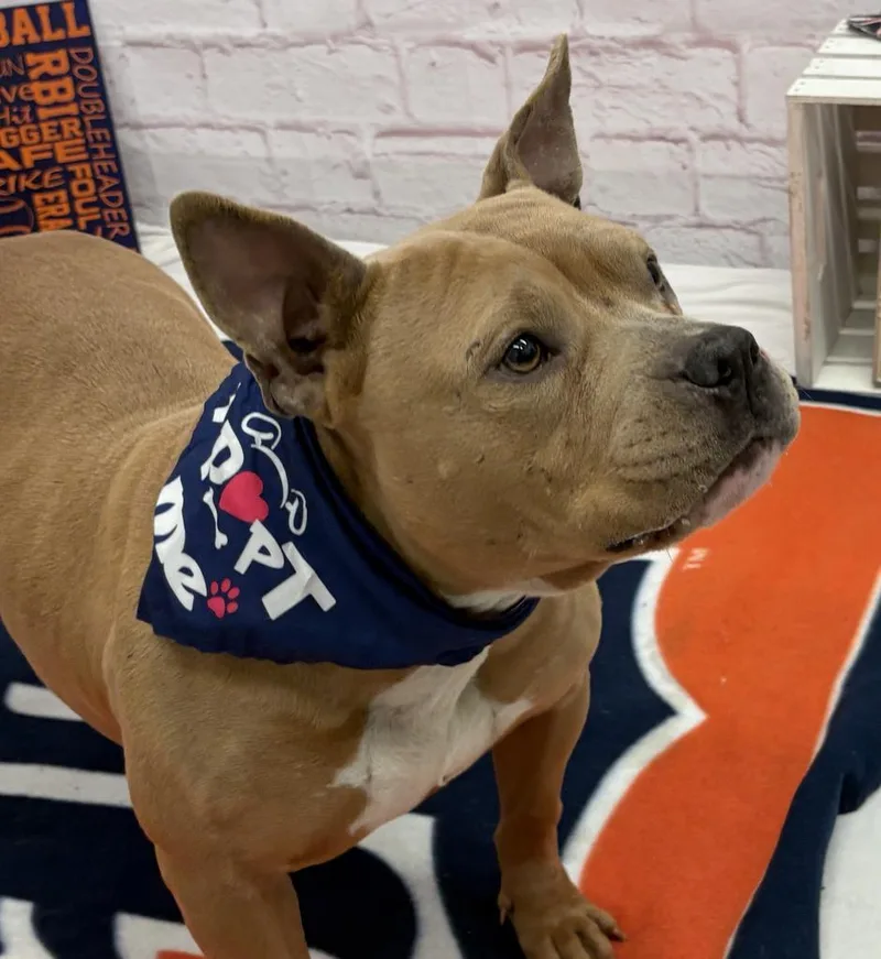 A young medium-sized female Mixed Breed dog named Tyene for adoption in Detroit, MI