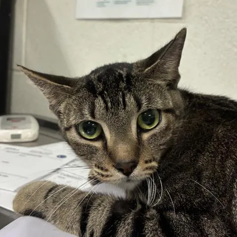A young medium-sized female Domestic Short Hair cat named Tina for adoption in Pensacola, FL