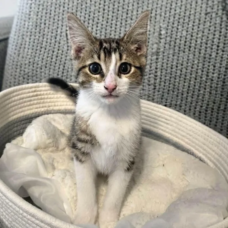 A baby medium-sized male Tabby (Brown / Chocolate) Tabby cat named Vincent for adoption in Wyandotte, MI