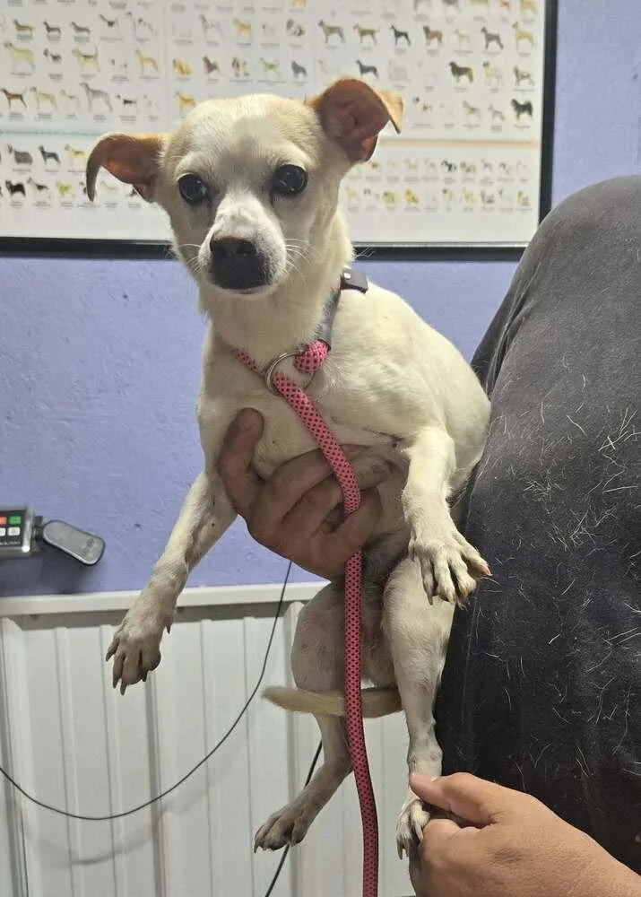 An adult small-sized male Tricolor (Brown, Black, & White) Chihuahua dog named Chuck for adoption in Waverly, OH