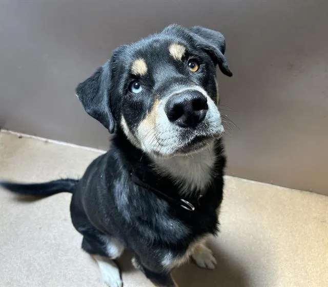 An adult large-sized male Labrador Retriever dog named Doc for adoption in Martinez, CA