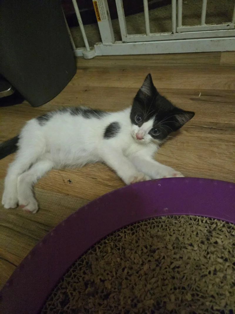A baby medium-sized female Domestic Short Hair cat named Fern for adoption in Tampa, FL