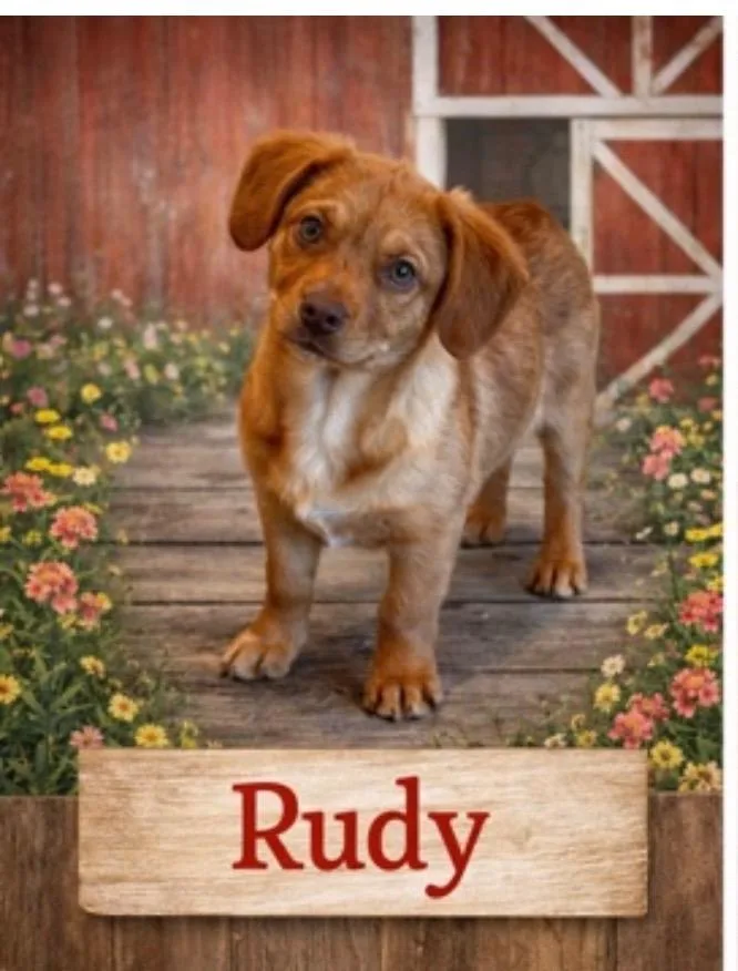 Rudy thumbnail 3