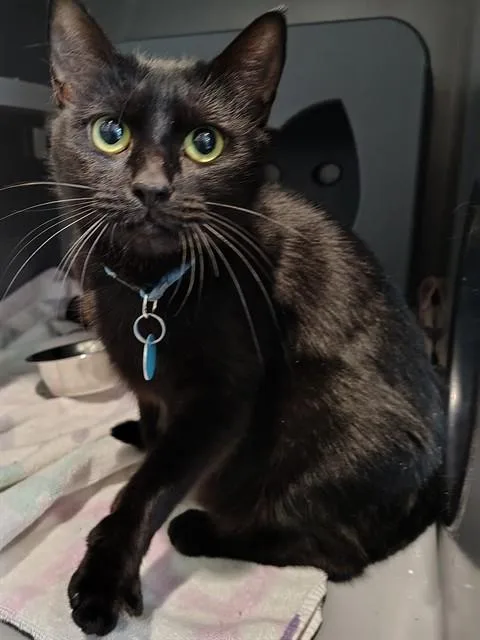 A young medium-sized female Domestic Short Hair cat named Sabrina for adoption in Leesburg, VA