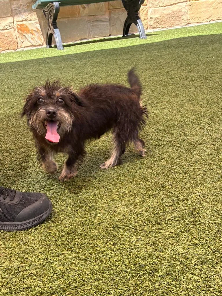 A young small-sized male Dachshund dog named Tanner for adoption in Seguin, TX