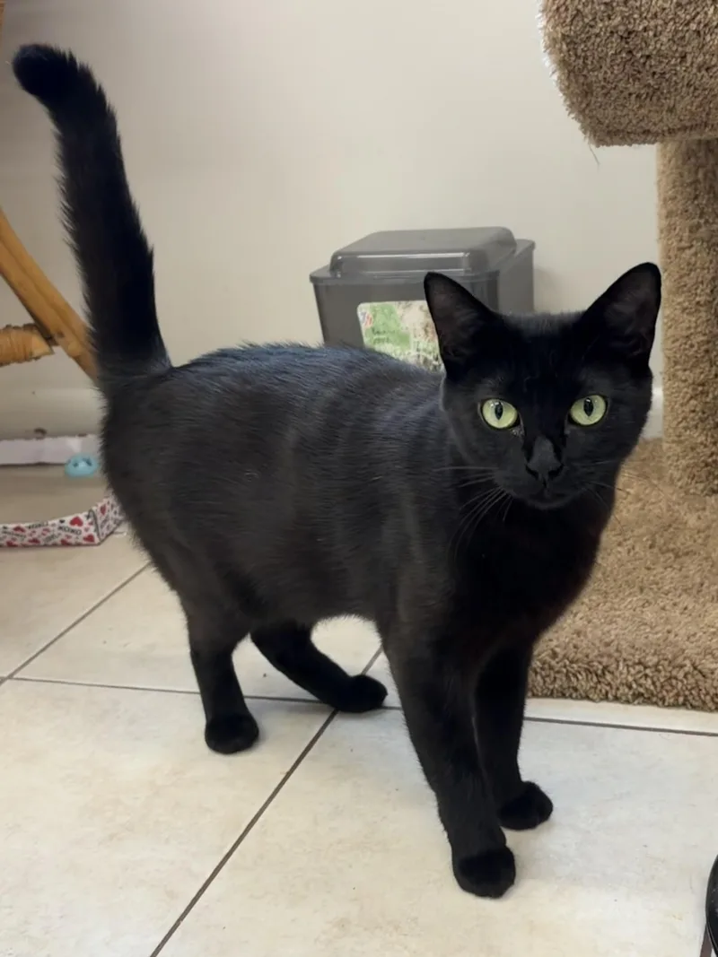 An adult medium-sized female Black Domestic Short Hair cat named Persephone for adoption in Southold, NY