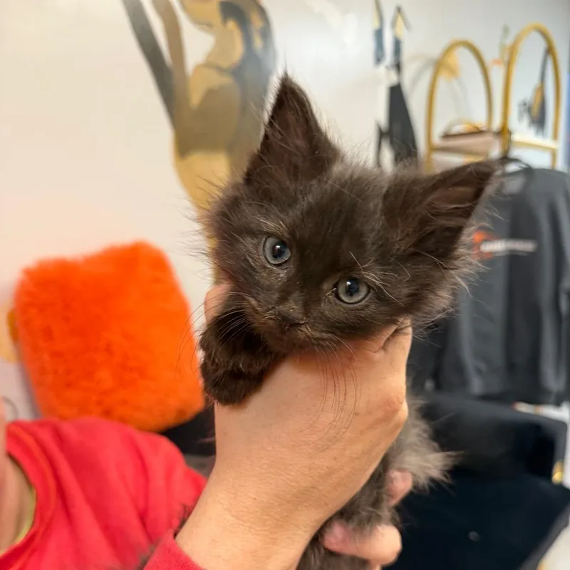 Cecilia & Sebastian thumbnail 2