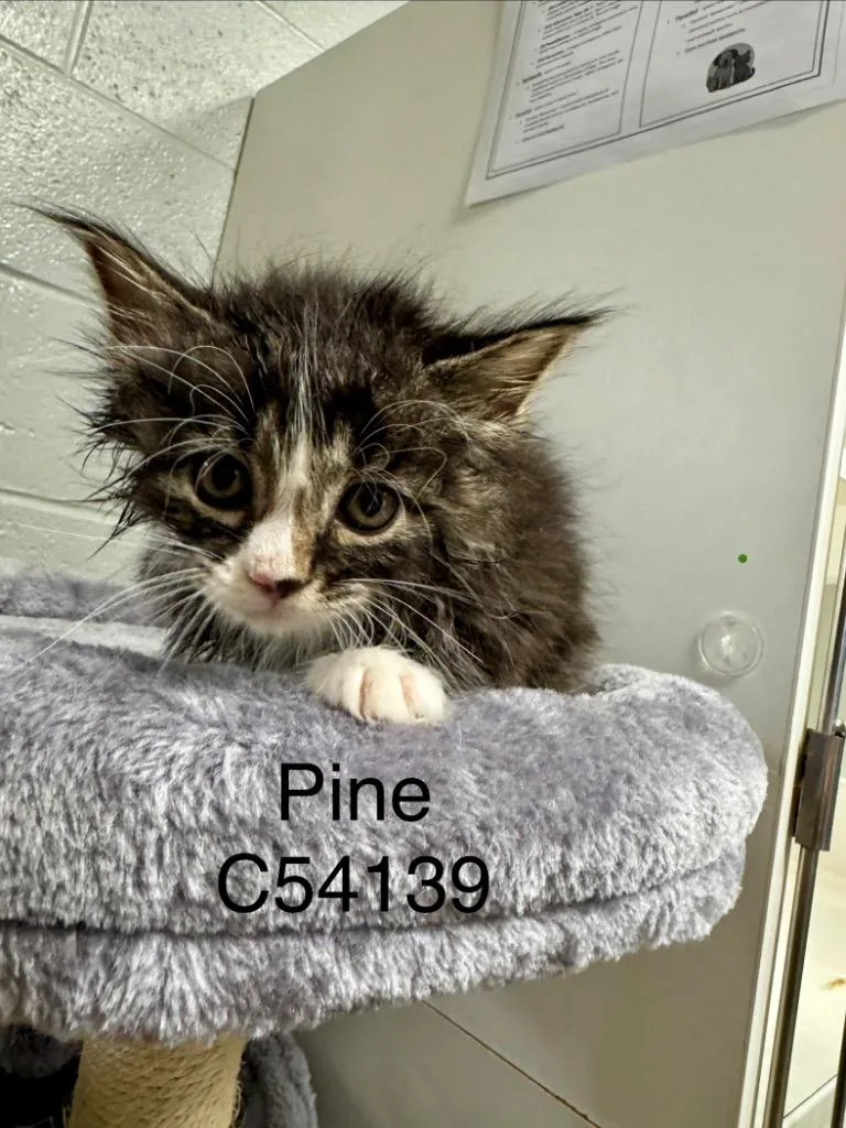 Pine thumbnail 3