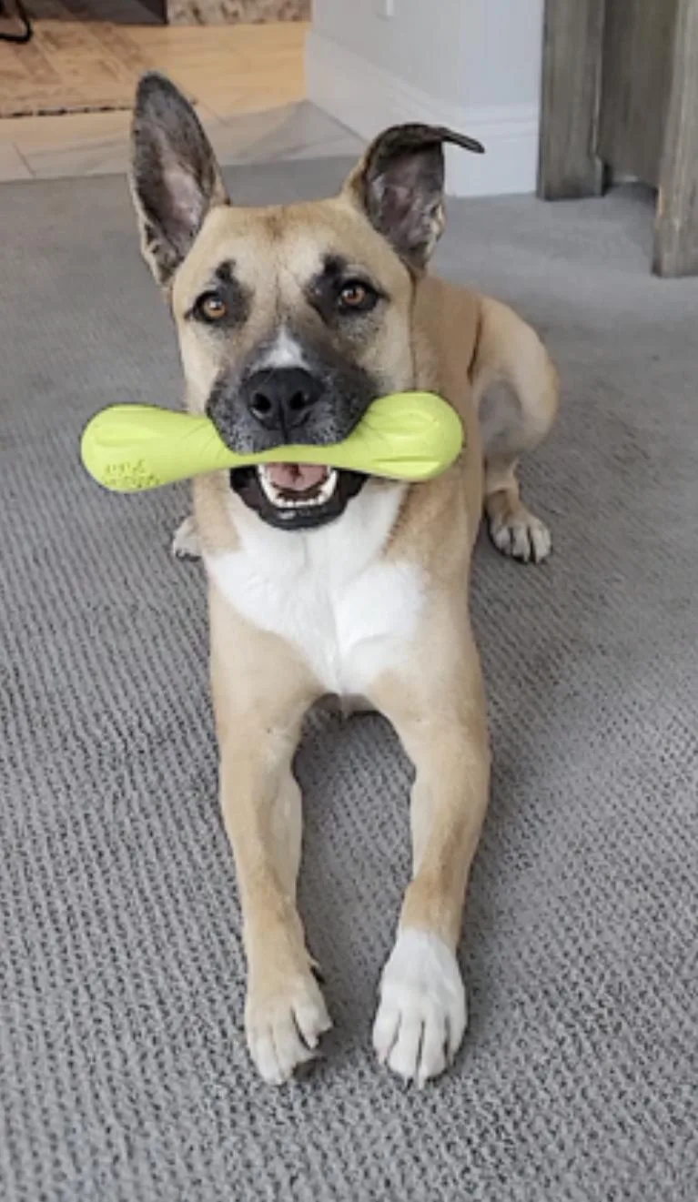 An adult medium-sized female Yellow / Tan / Blond / Fawn German Shepherd Dog dog named Sage for adoption in Amherst, MA