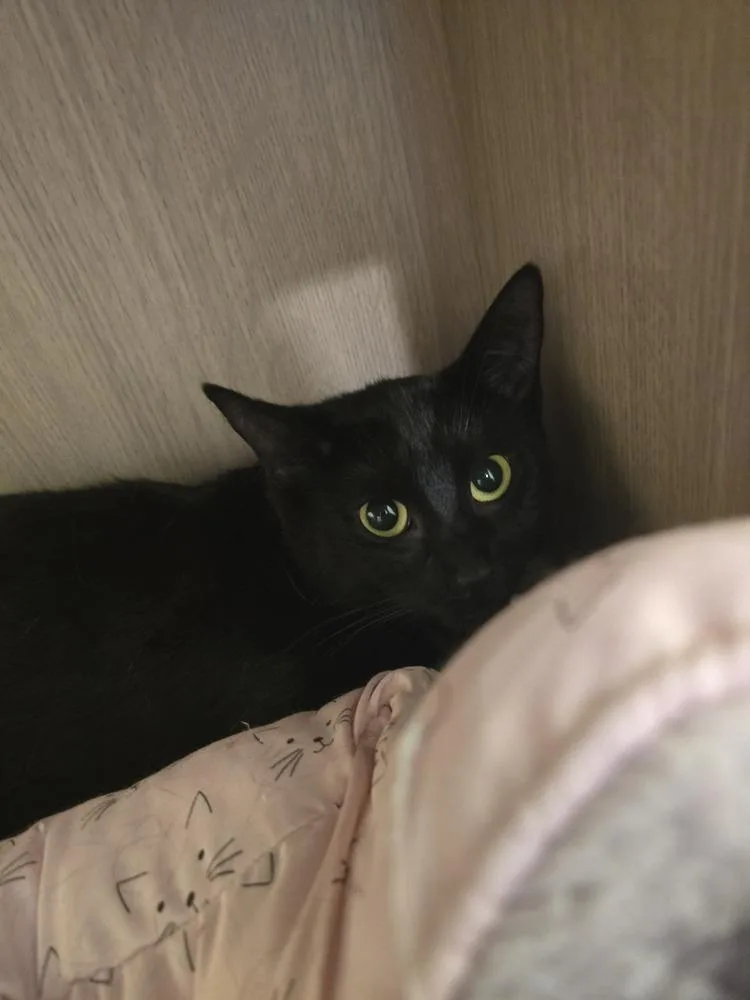 A young medium-sized female Blue Point Domestic Short Hair cat named Morticia for adoption in Vancouver, WA