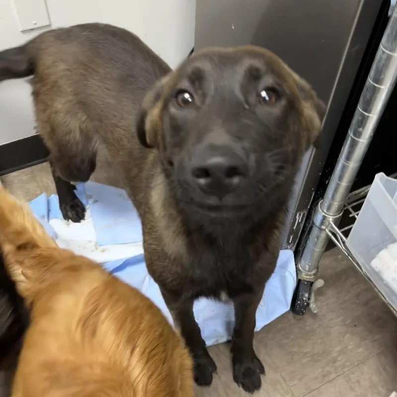 A young medium-sized male Sable Shepherd dog named Syris for adoption in Birmingham, AL
