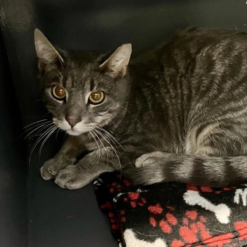 A young medium-sized male Gray / Blue / Silver Domestic Short Hair cat named Sal for adoption in DeKalb, IL