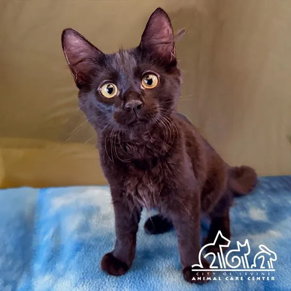 A baby small-sized male Domestic Short Hair cat named Aedion for adoption in Irvine, CA