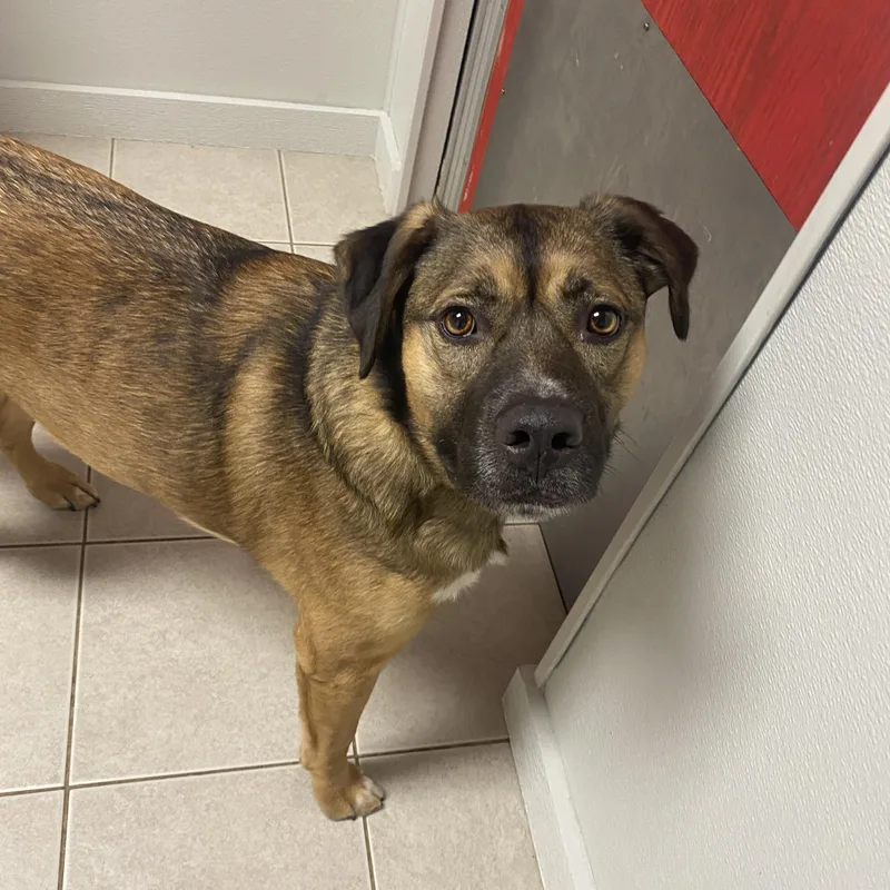 An adult large-sized female Brown / Chocolate Mixed Breed dog named Daisy for adoption in Elyria, OH