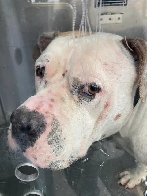 An adult large-sized female Pit Bull Terrier dog named Baby Girl for adoption in Dallas, TX