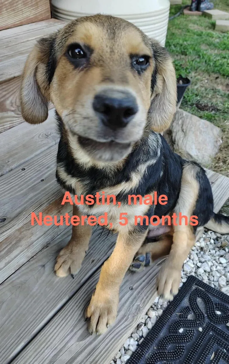 A baby medium-sized male German Shepherd Dog dog named Austin for adoption in Barkhamsted, CT