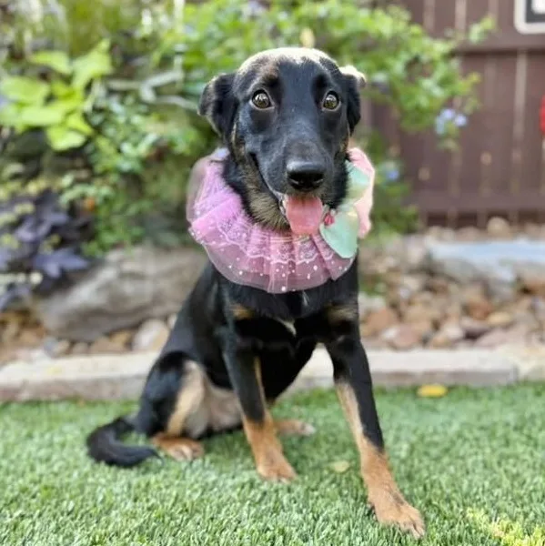 A young medium-sized female Shepherd dog named Bootsie for adoption in Southport, CT