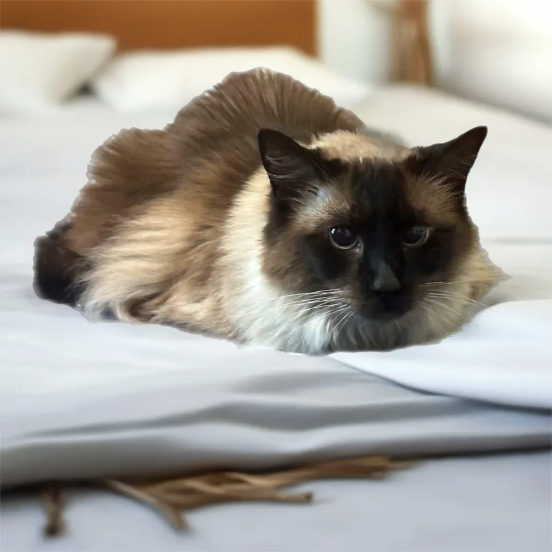 Malie And Ziva thumbnail 3