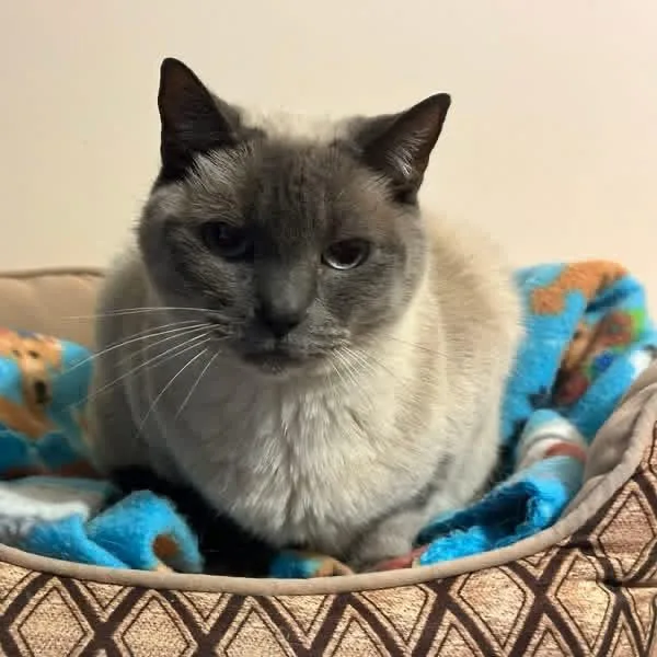 Malie And Ziva thumbnail 5