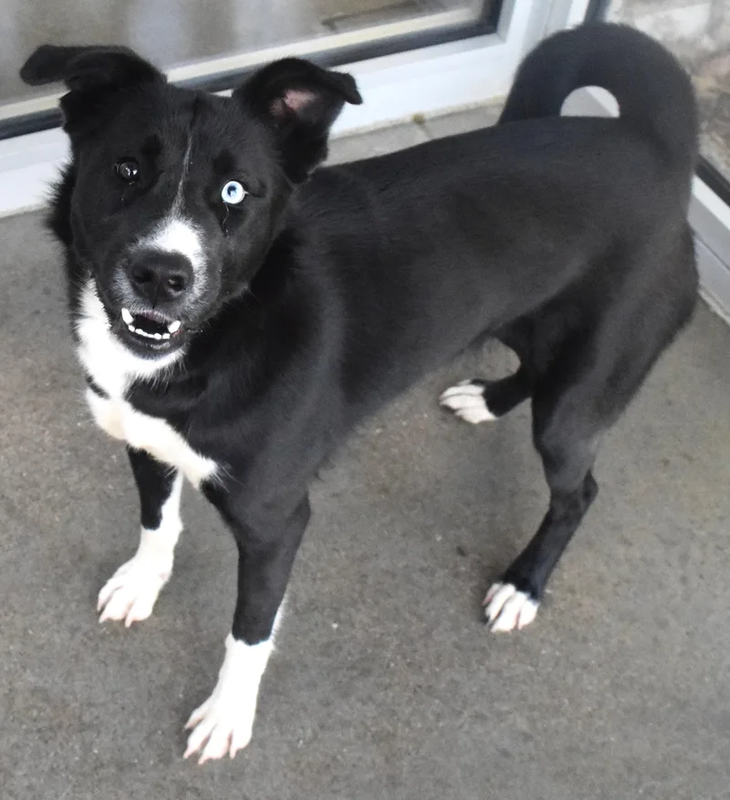 An adult medium-sized female Black Husky dog named #21947 for adoption in Broken Arrow, OK