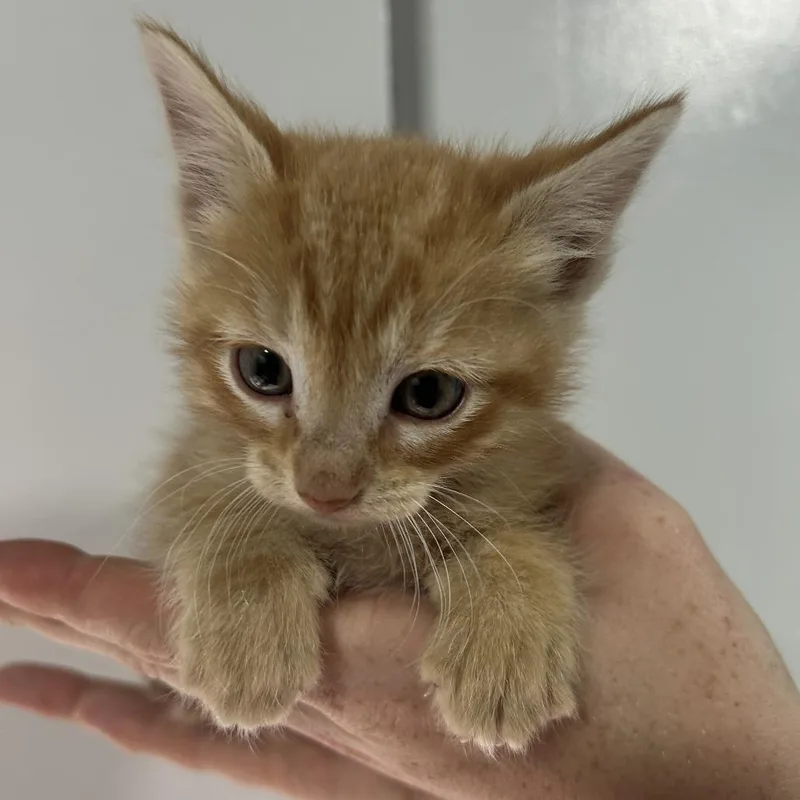 A baby small-sized female Orange / Red Domestic Short Hair cat named Riblet for adoption in Cabot, AR