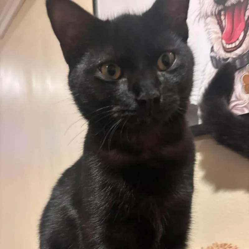 A baby small-sized male Domestic Short Hair cat named Wave for adoption in Chicago, IL
