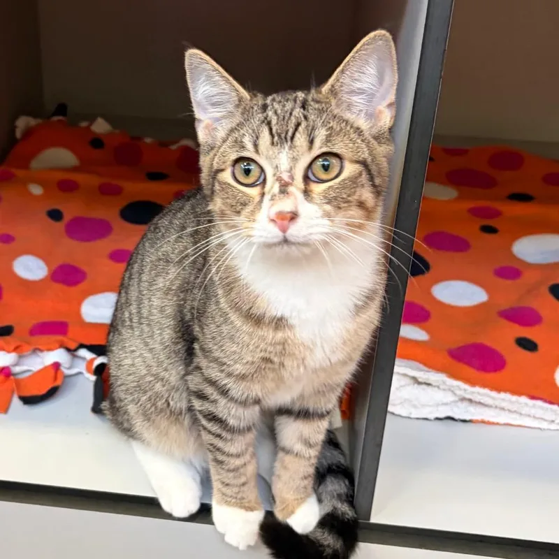 A baby medium-sized male Brown / Chocolate Domestic Short Hair cat named Ice Cube for adoption in Sarasota, FL