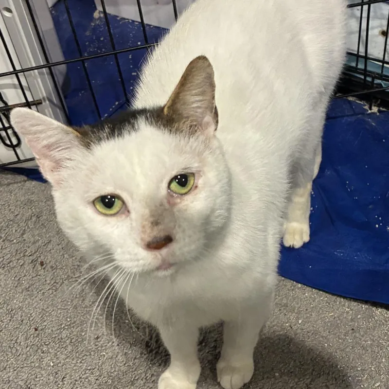 A senior medium-sized male White Domestic Short Hair cat named Bubba for adoption in Abingdon, MD