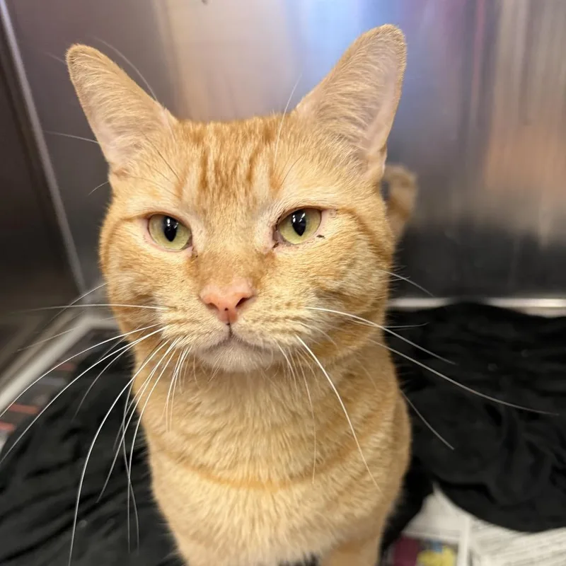 An adult large-sized male Orange / Red Domestic Short Hair cat named Stretchy Cat for adoption in Quakertown, PA