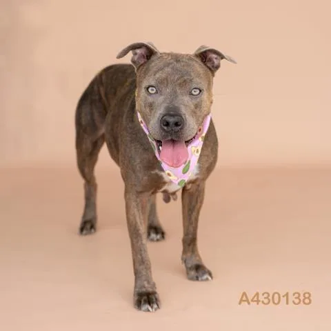A young medium-sized female Pit Bull Terrier dog named A for adoption in Conroe, TX