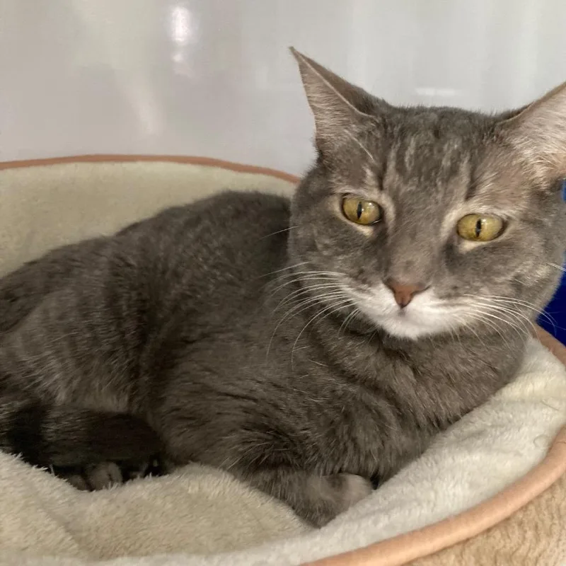 A senior medium-sized female Domestic Short Hair cat named Keke Dee for adoption in Peoria, AZ